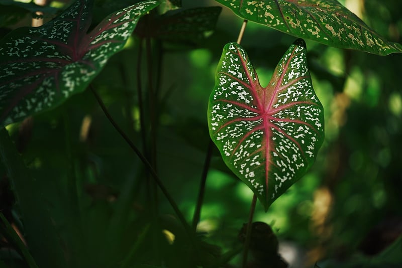 Leaf Printing